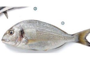 doradine