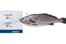 corvina