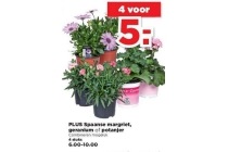 plus spaanse margriet geranium of potanjer