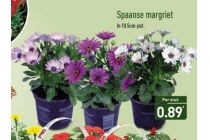 spaanse margriet