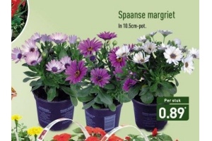 spaanse margriet