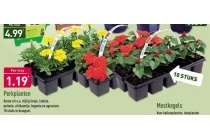 perkplanten