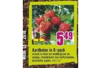 aardbeien in 6 pack