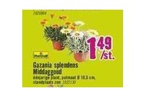 gazania splendens middaggoud