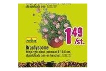 brachyscome