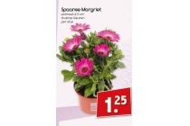 spaanse margriet