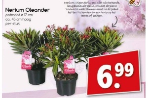 nerium oleander