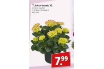 tuinhortensia xl