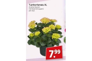 tuinhortensia xl