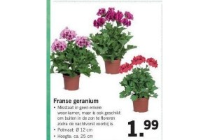 franse geranium