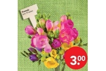 freesia