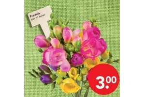 freesia
