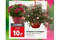 perkplant in hangpot