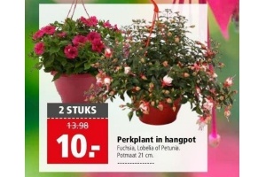 perkplant in hangpot