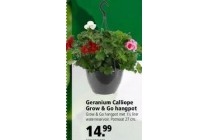 geranium calliope grow en go hangpot