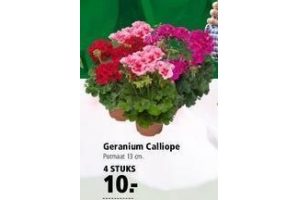 geranium calliope