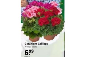 geranium calliope