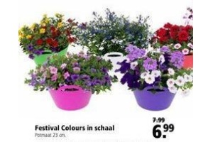 festival colours in schaal