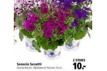 senecio senetti