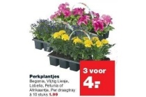 diverse perkplantjes