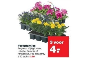 diverse perkplantjes