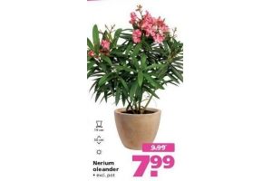 nerium oleander