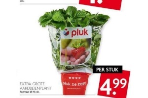 extra grote aardbeienplant