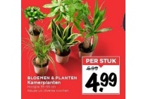 bloemen en planten