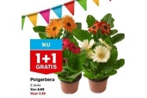 potgerbera