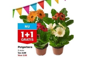 potgerbera