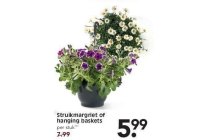 struikmargriet of hanging baskets