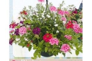 hanging basket