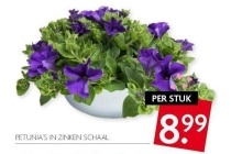 petunia s in zinken schaal