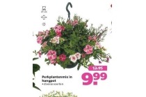 perkplantenmix in hangpot