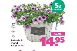 petunia in mand