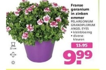 franse geranium in zinken emmer