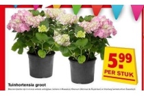 tuinhortensia groot