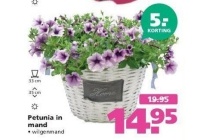 petunia in mand