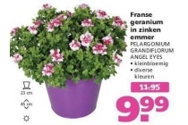 franse geranium in zinken emmer