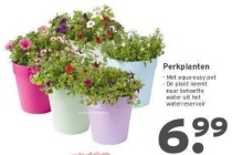 perkplanten