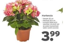 hortensia