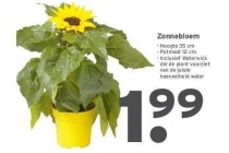 zonnebloem