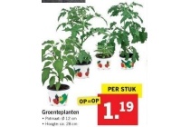 groenteplanten nu eur1 19 per stuk