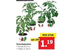 groenteplanten nu eur1 19 per stuk