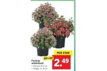 fuchsia winterhard nu eur2 49 per stuk