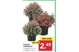 fuchsia winterhard nu eur2 49 per stuk