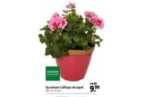 geranium calliope decopot