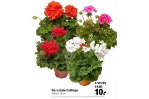 geranium calliope