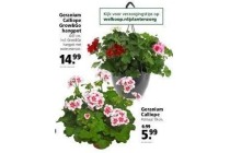 diverse geraniums