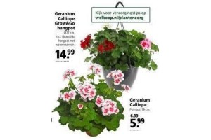 diverse geraniums